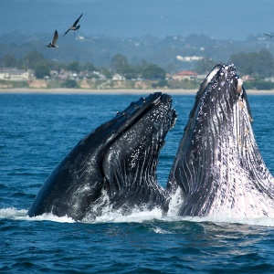 Индивидуальная программа по ЮАР: китовый бум
