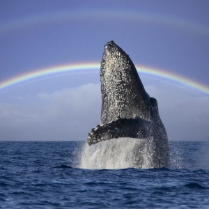 Через месяц в Доминикане начнется сезон наблюдения за китами